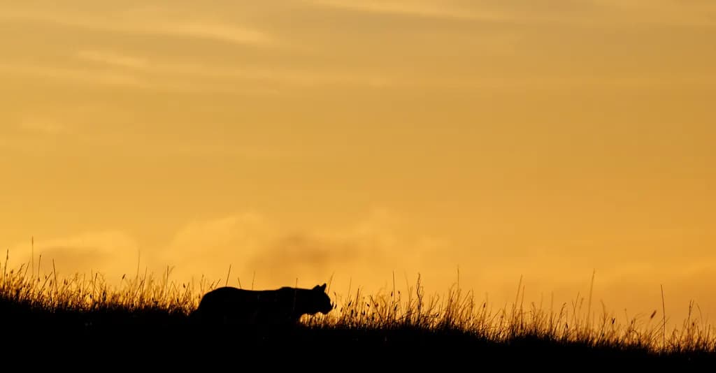 Sunset Stroll