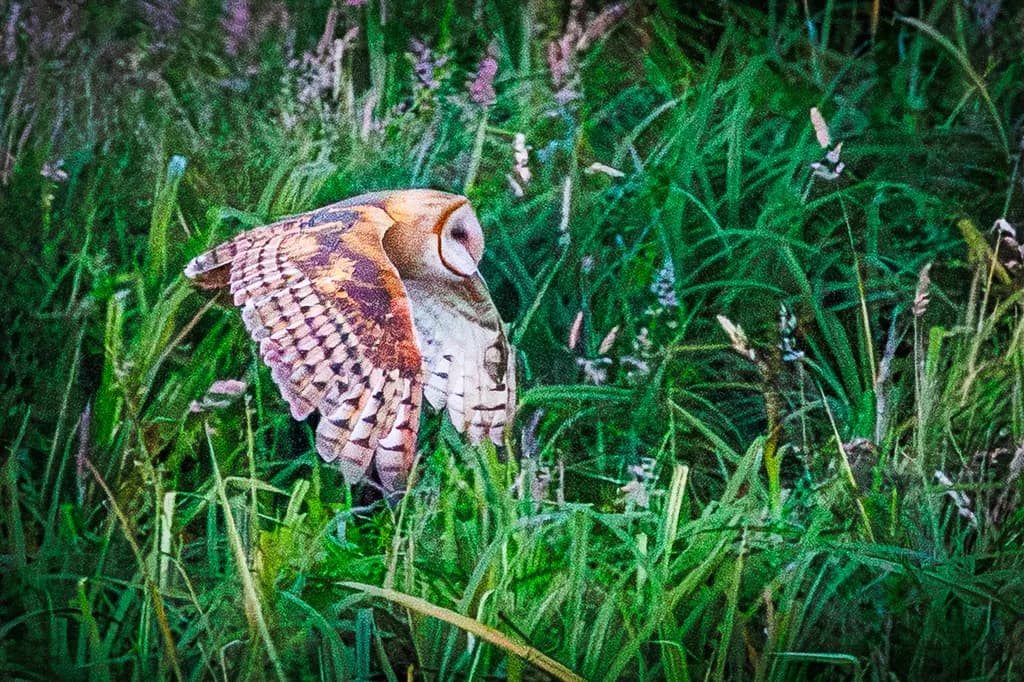 Silent Flight