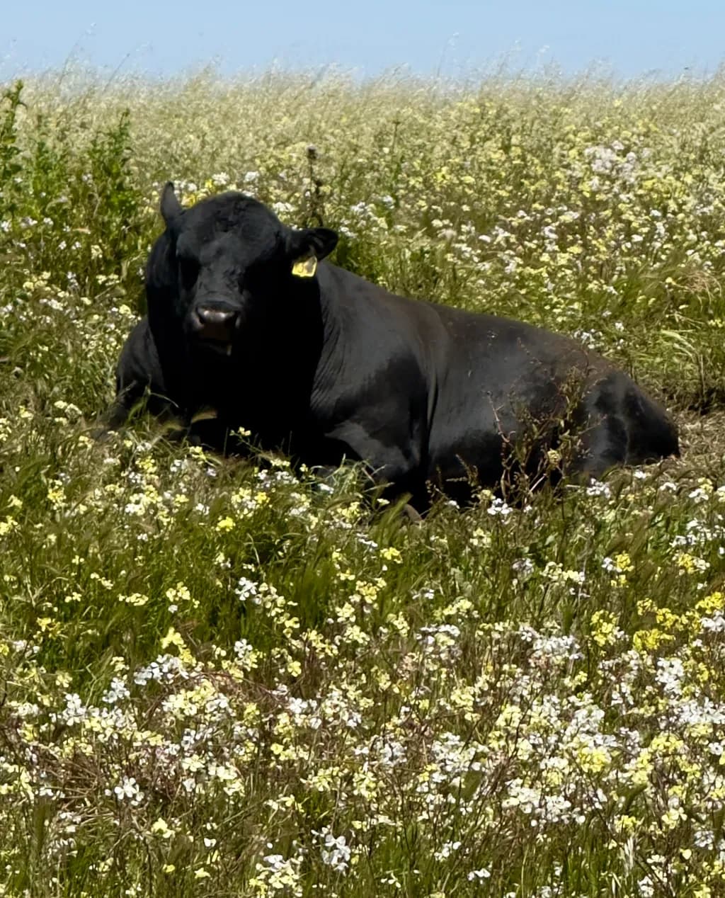 Serene Pastures: A Cow's Daydream Among Wildflowers