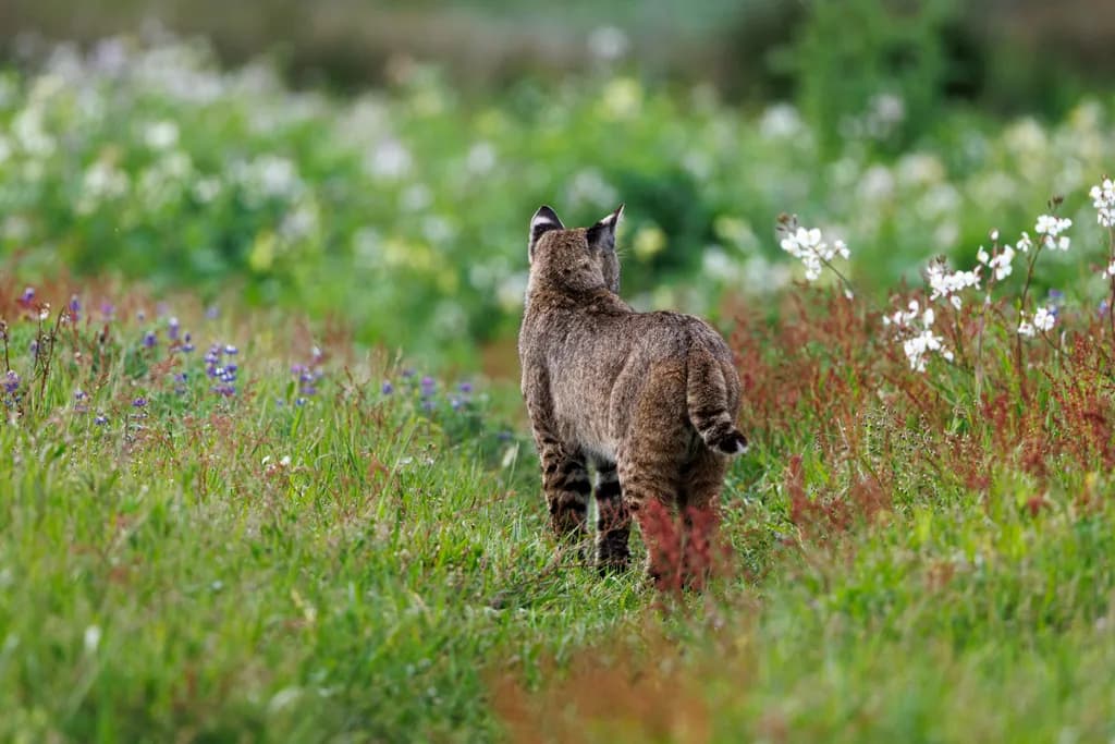 Whiskers in the Wild: A Bobcat's Journey Through Blossoms and Grass