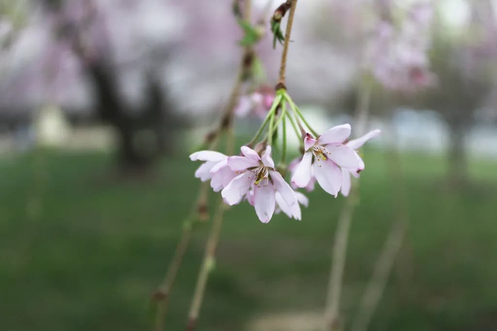 Whispers of Spring: Delicate Cherry Blossoms Dancing in the Breeze