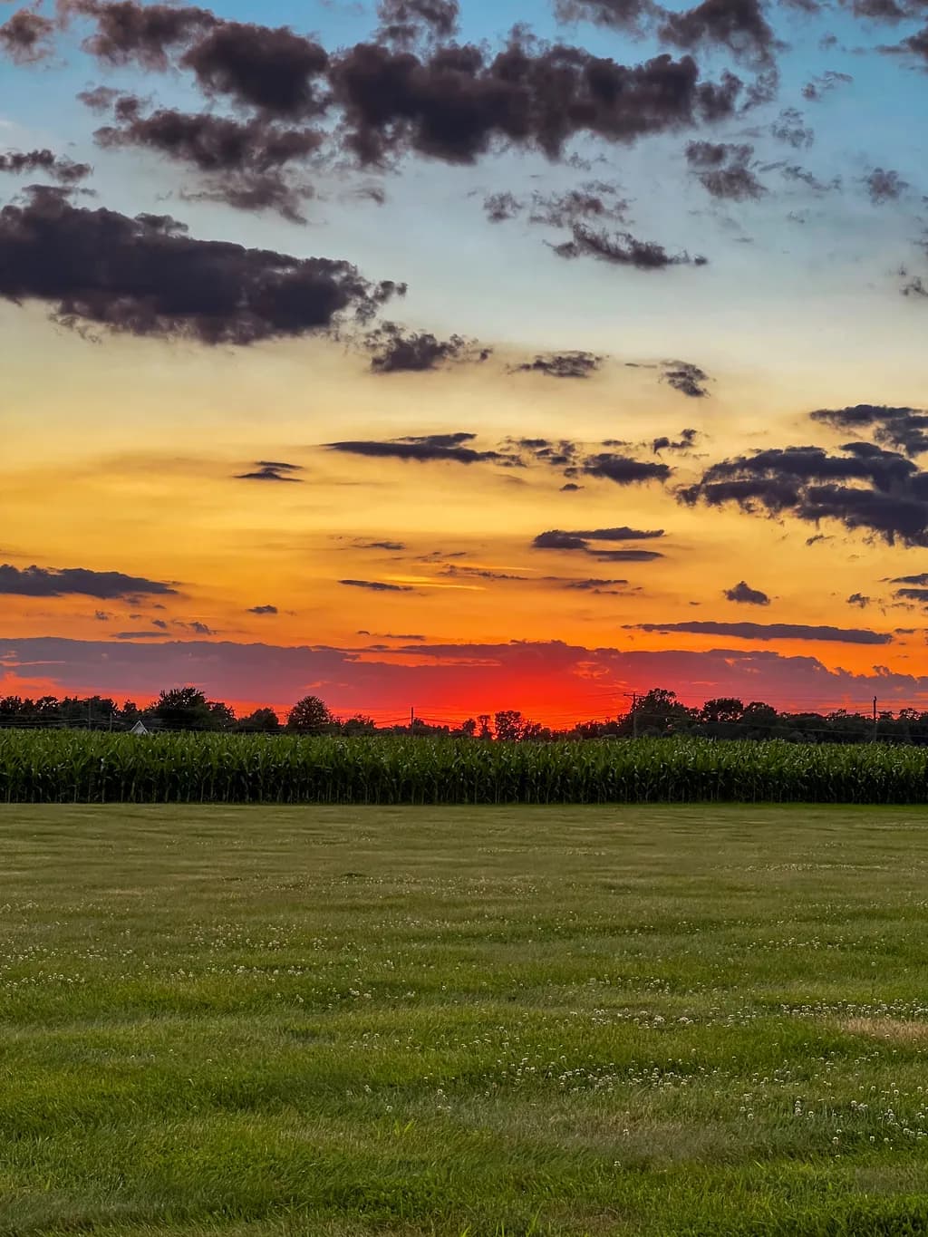 Sunset Serenade: A Vibrant Dance of Colors Over Cornfields