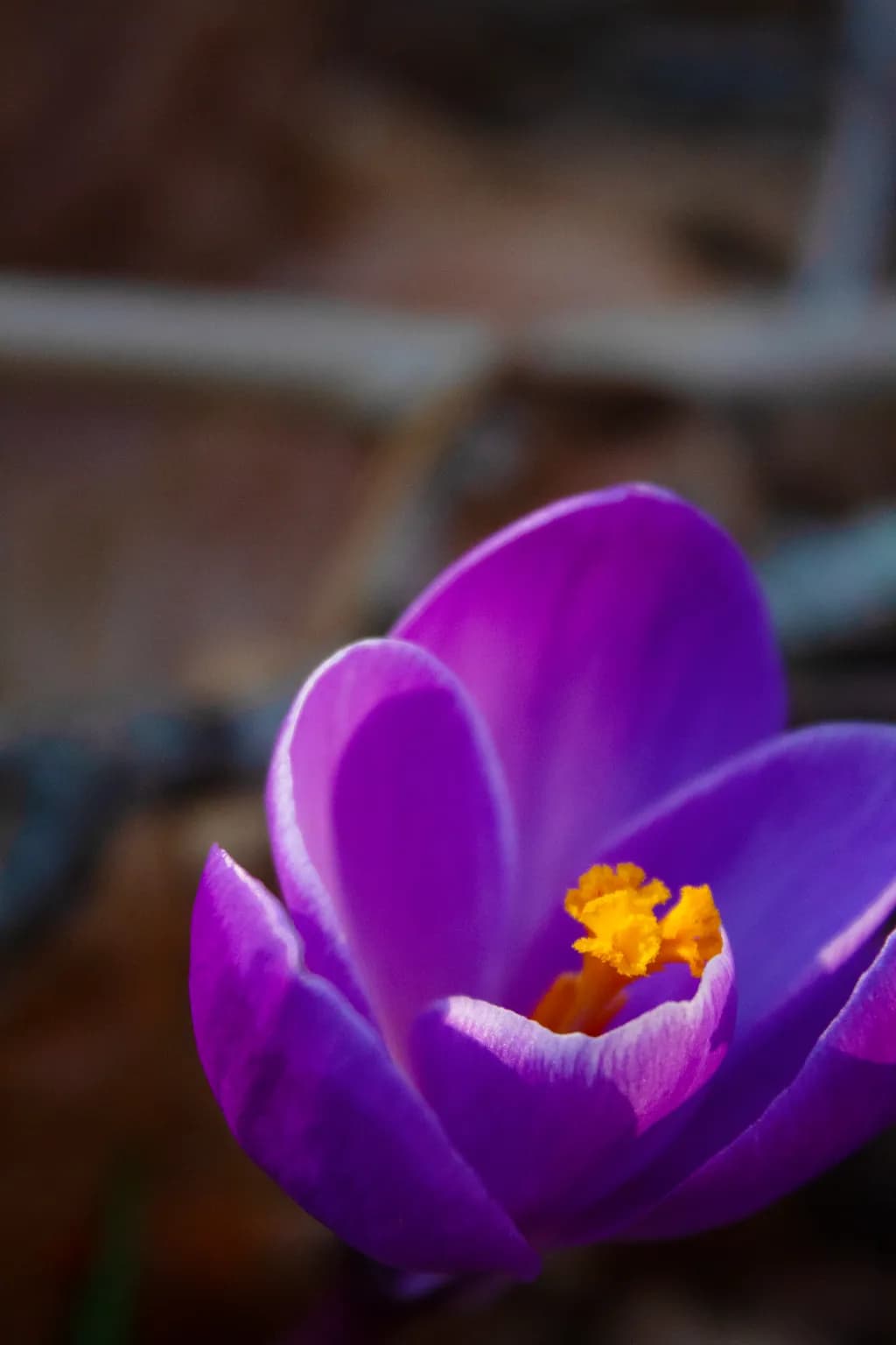 Whispers of Spring: A Macro Journey into the Heart of a Purple Flower
