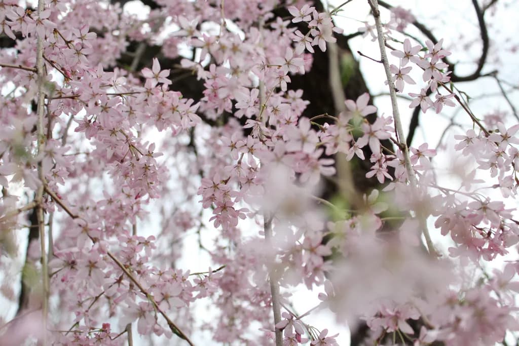 Whispers of Spring: A Delicate Dance of Pink Blossoms in Nature's Embrace