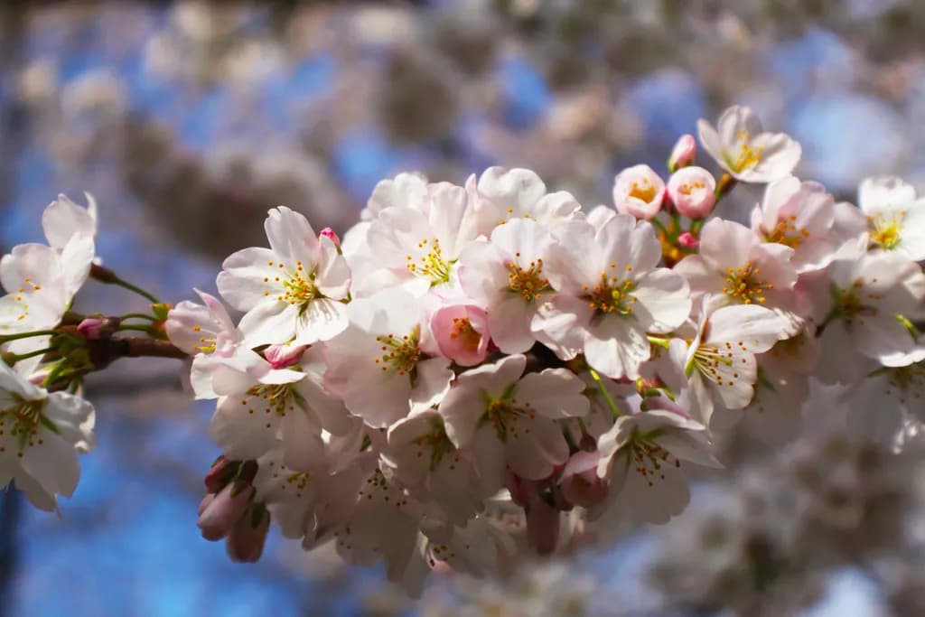Blossoms of Joy: A Whimsical Dance of Cherry Flowers Under the Sky