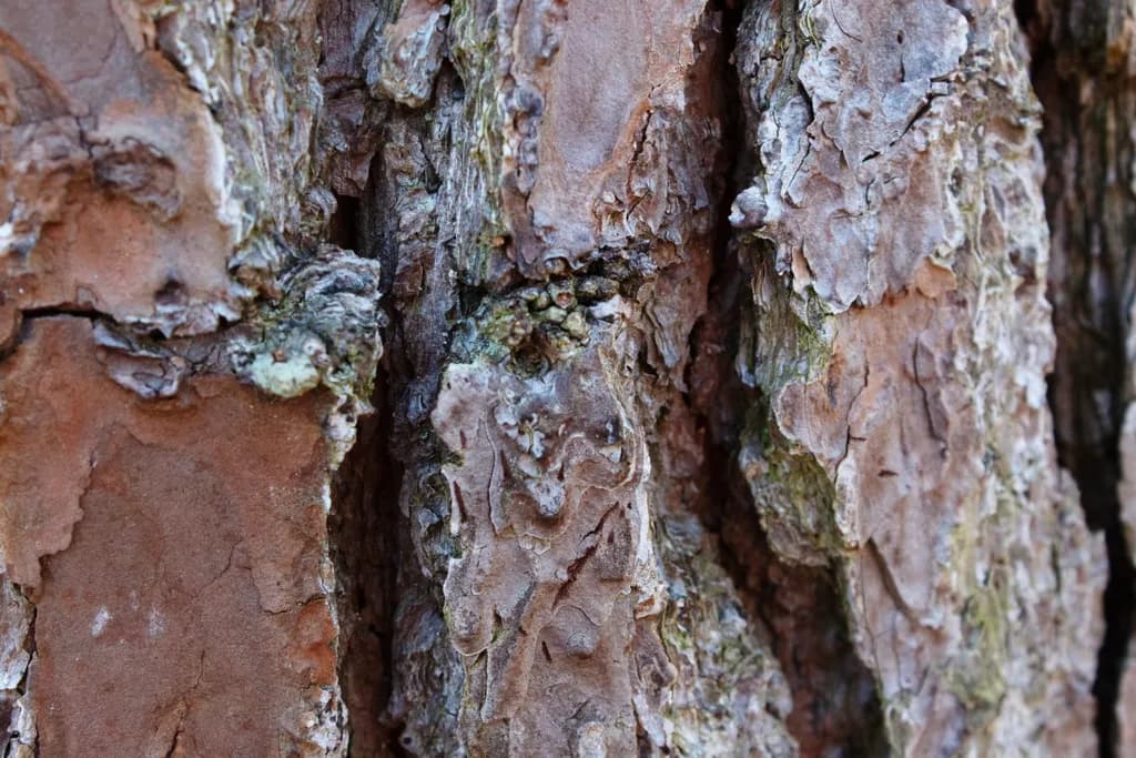 Whispers of the Forest: A Close-Up Journey into Nature's Textured Canvas