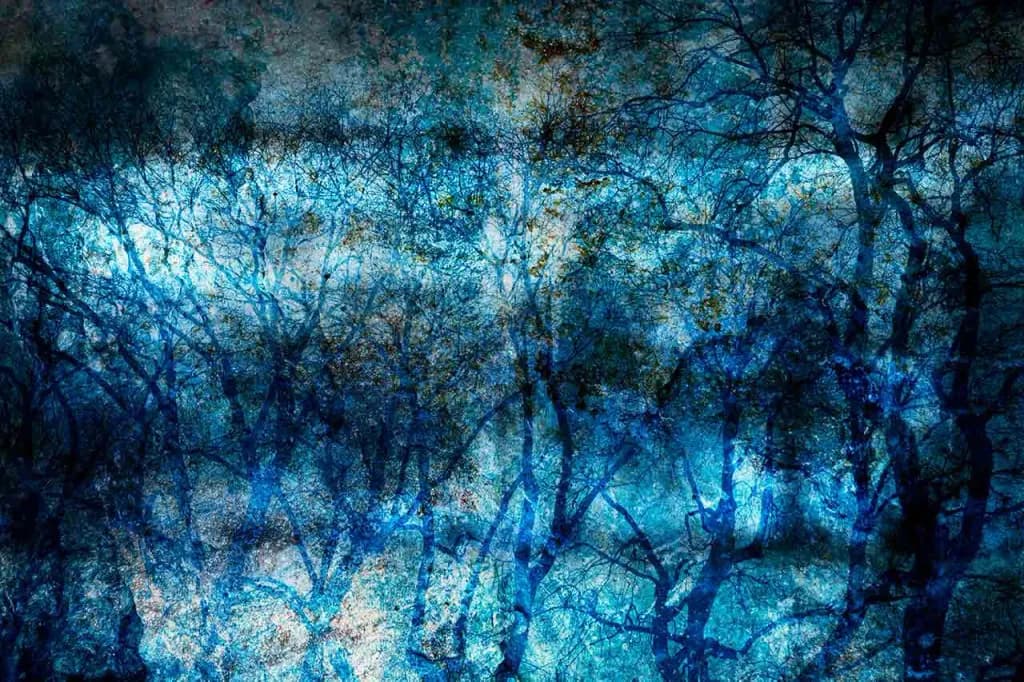 Whispers of the Blue Forest: A Dreamlike Journey Through Nature's Shadows