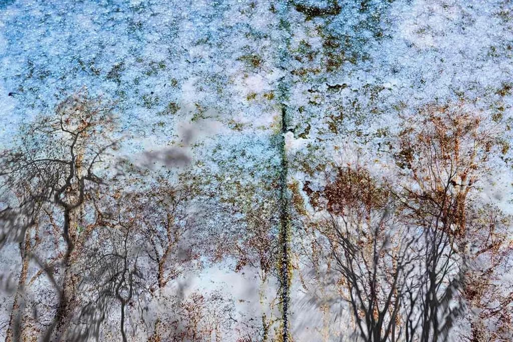 Whispers of Nature: A Dreamlike Forest Reflection in Frosted Hues