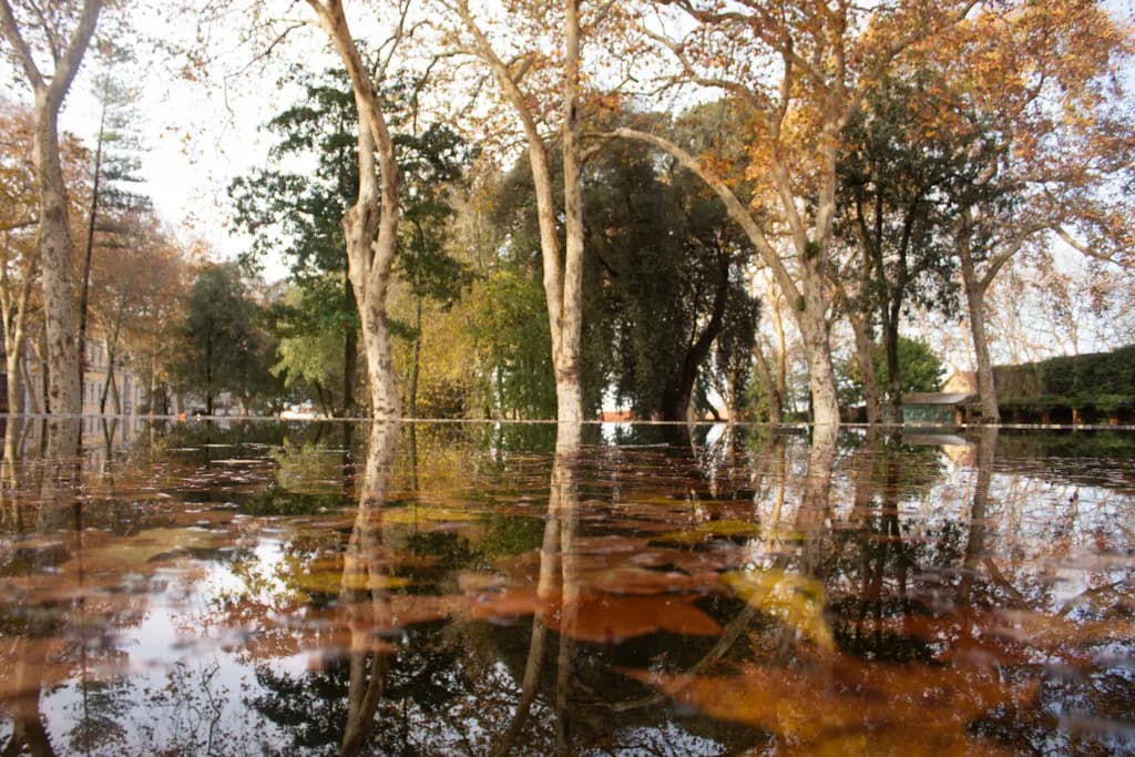 Autumn Reflections: A Serene Dance of Trees and Water