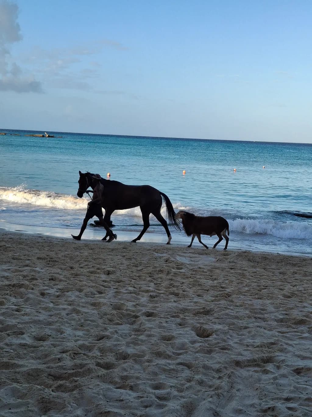 Shoreline Walk