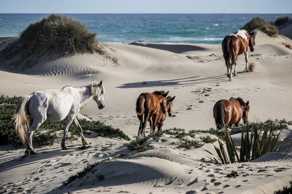 Whispers of the Dunes: A Journey with Wild Horses by the Sea