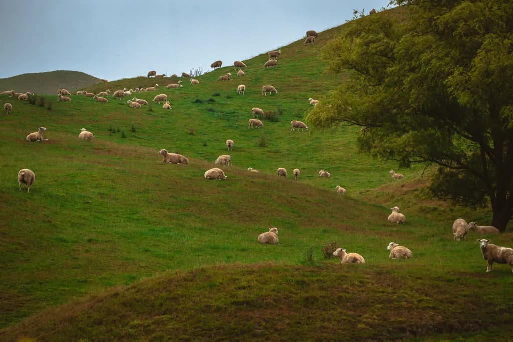 Whispers of the Hills: A Peaceful Pastoral Scene with Grazing Sheep