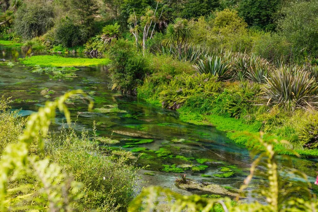 Whispers of Serenity: A Lush Landscape Embracing Tranquil Waters