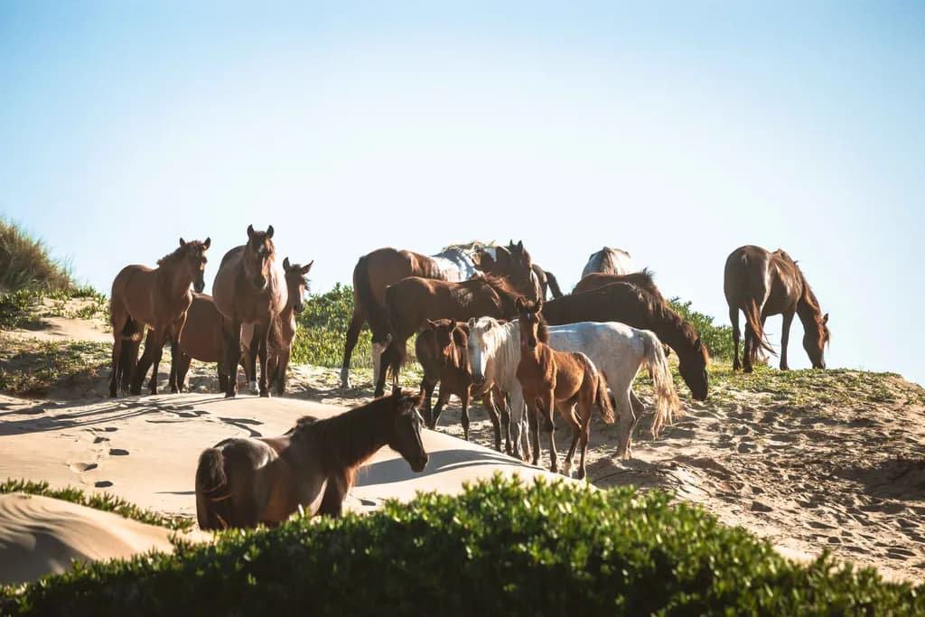 Whispers of the Wild: A Gathering of Horses on Sunlit Sands