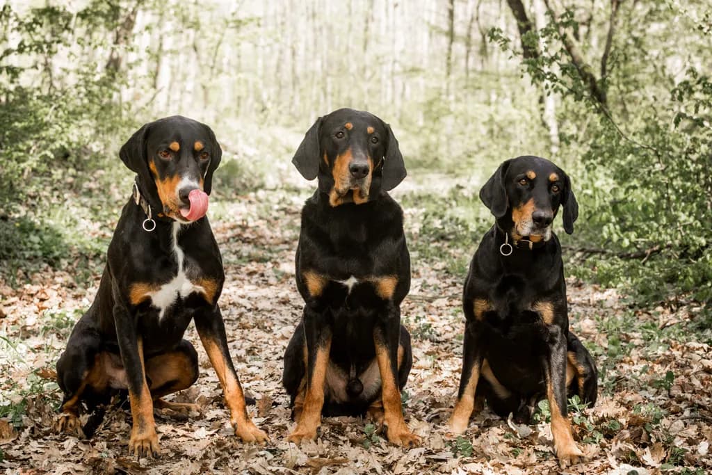 Three Paws and a Tail: A Whimsical Portrait of Canine Companionship in Nature