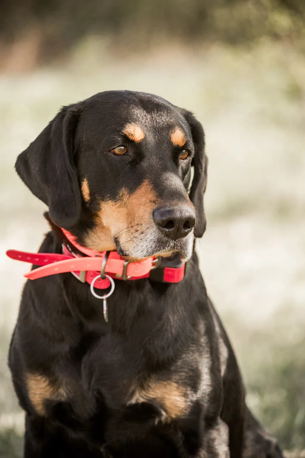 Canine Majesty: A Portrait of Alertness and Charm