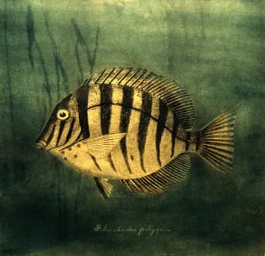 Whimsical Waters: The Striped Wonder of the Deep
