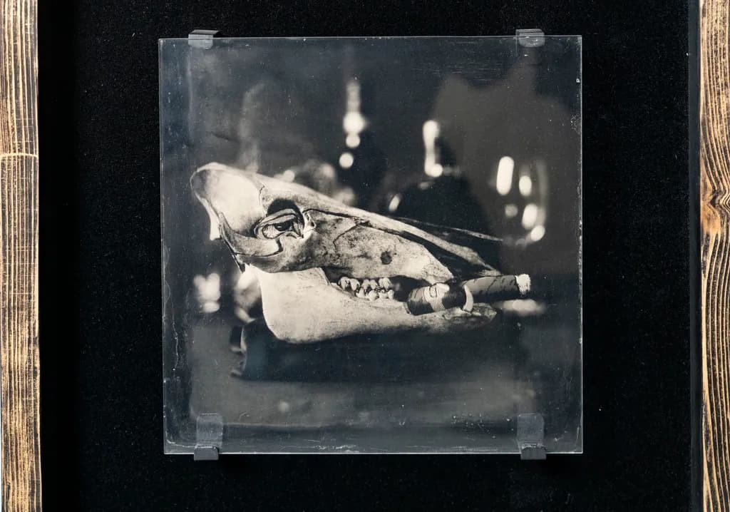Whimsical Whispers of the Wild: A Playful Exploration of Nature's Remnants