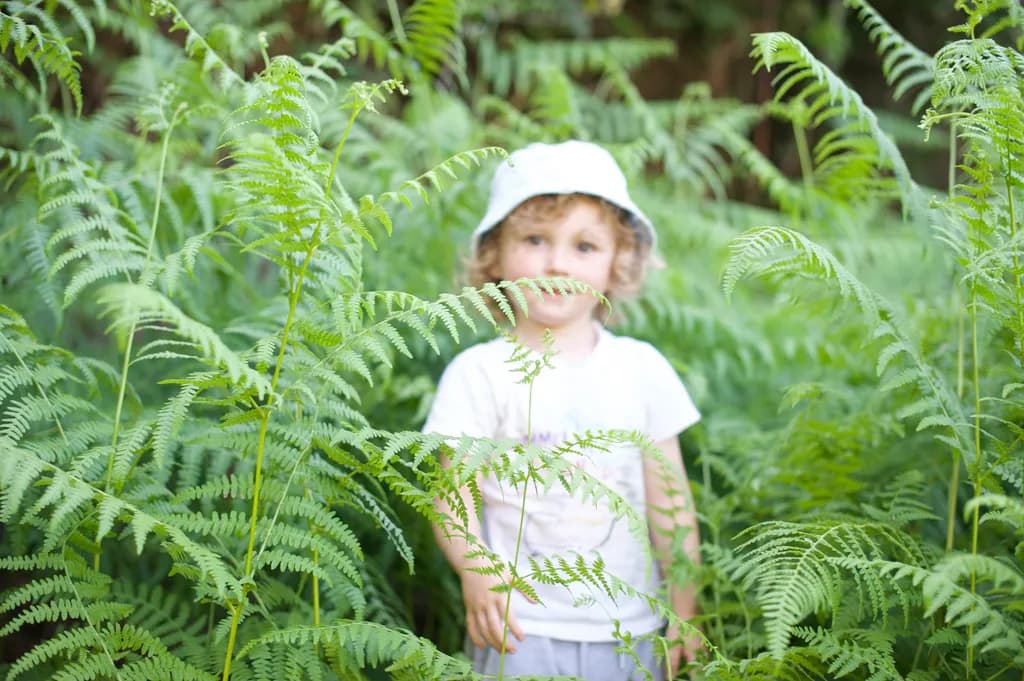 Fernland Discovery
