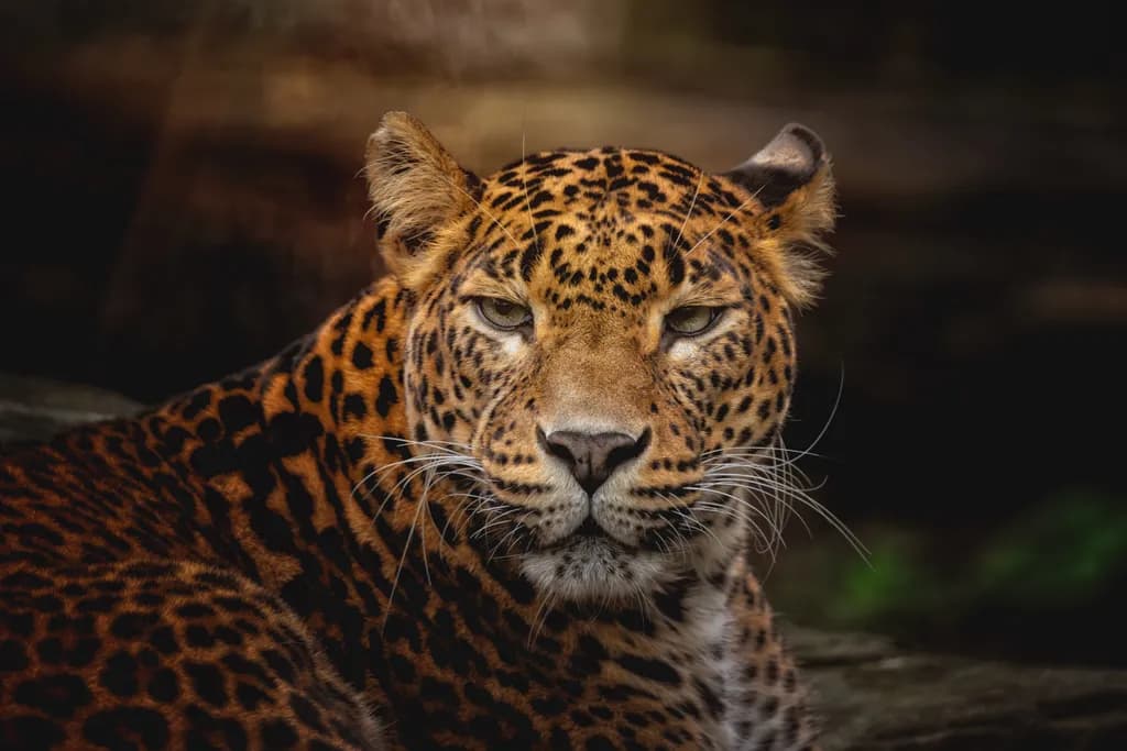 Whispers of the Wild: A Majestic Leopard's Gaze