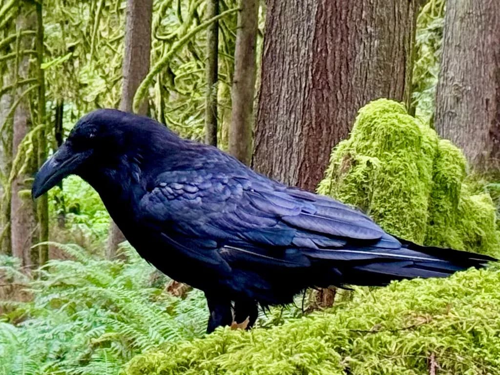 Mystic Raven