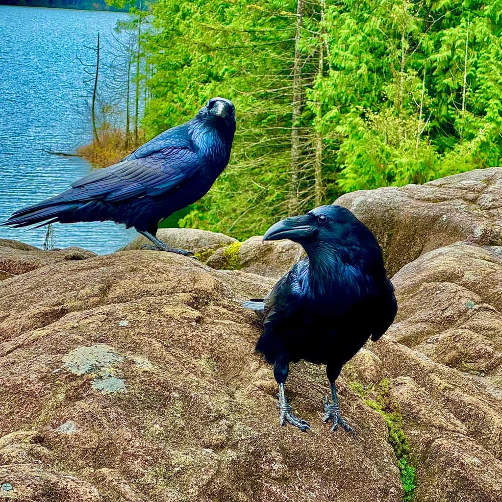 Ravens on the Ridge