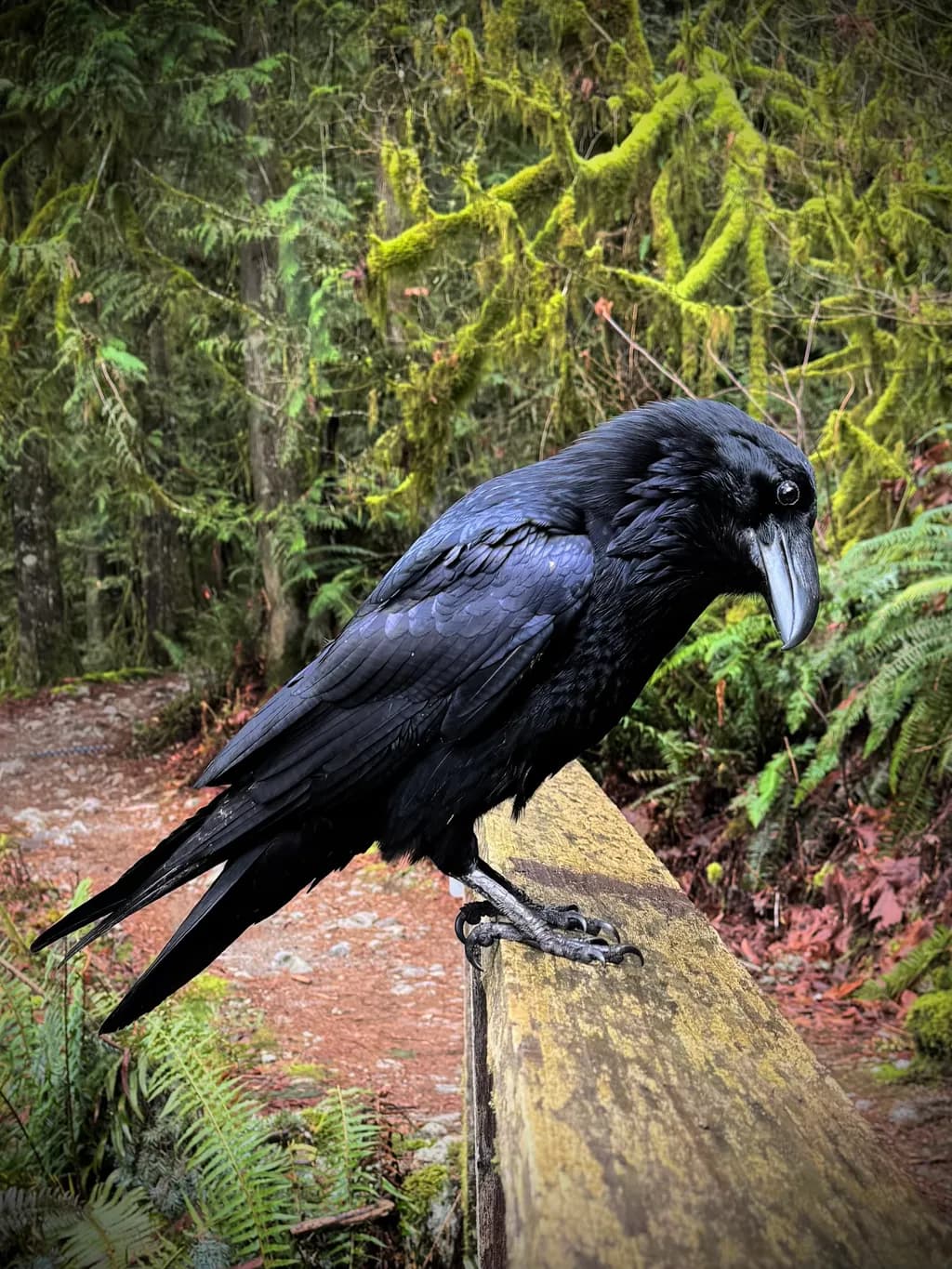Forest Raven Perch