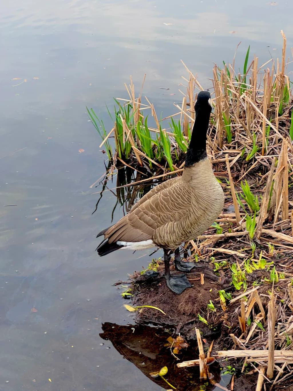 Lakeside Sentinel