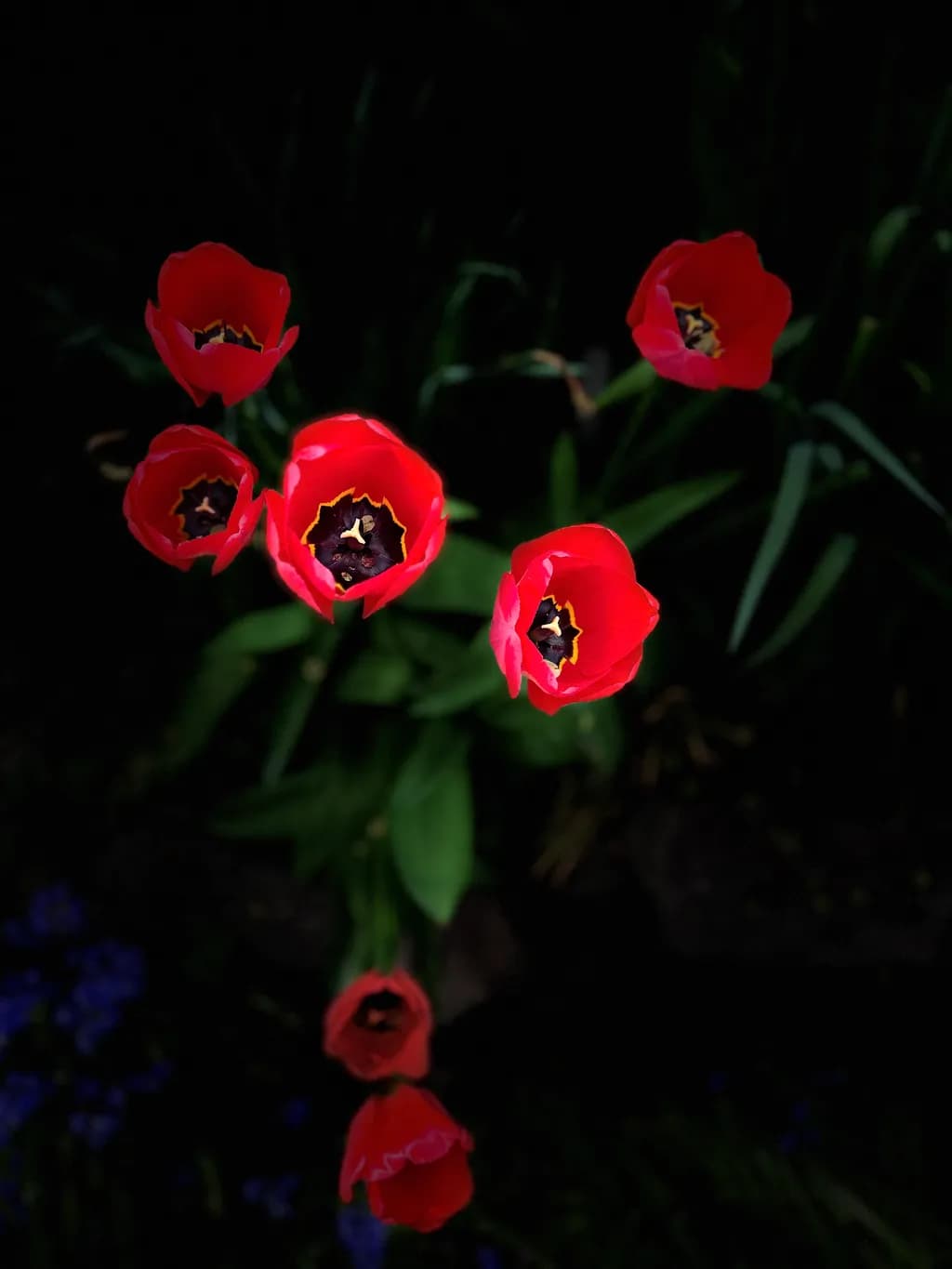 Crimson Blooms Spotlight