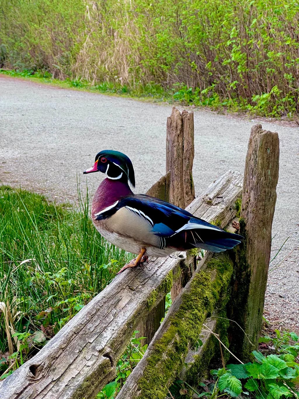 Perched Wood Duck