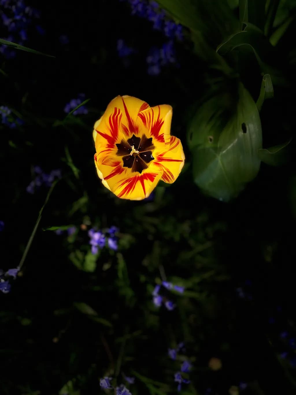 Flame Stripe Tulip