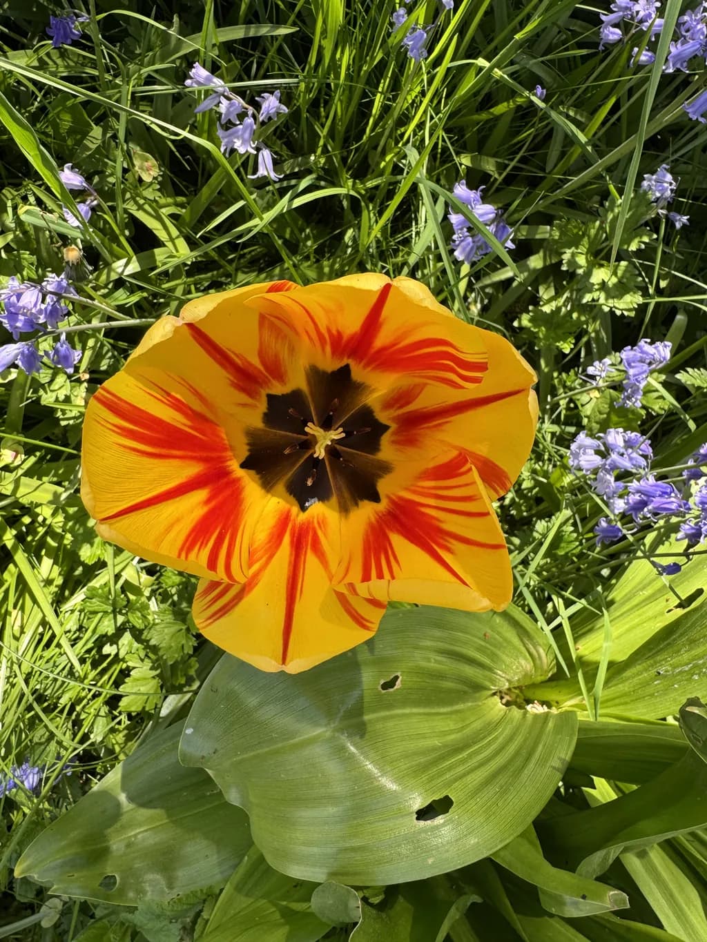 Flame Tulip