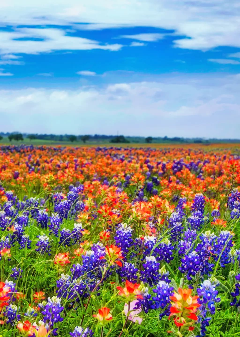 Field of Dreams