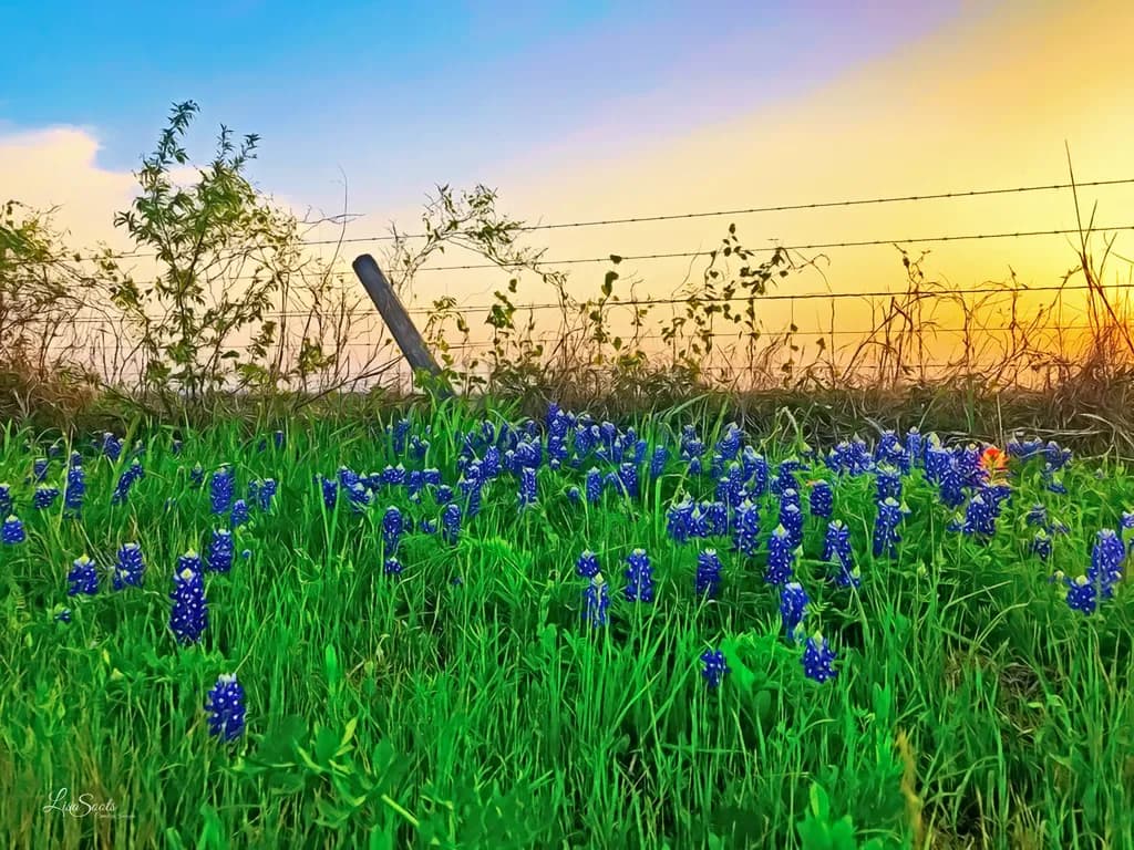 Chappell Hill Bluebonnets