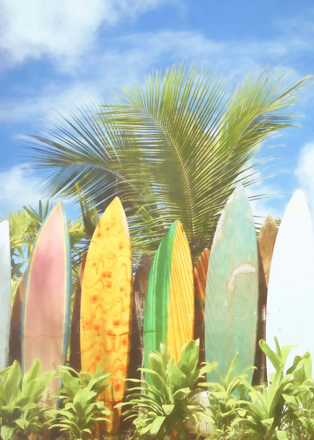 Surfboards & Palms