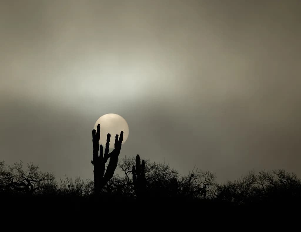 Cacti Silhouette at Dusk