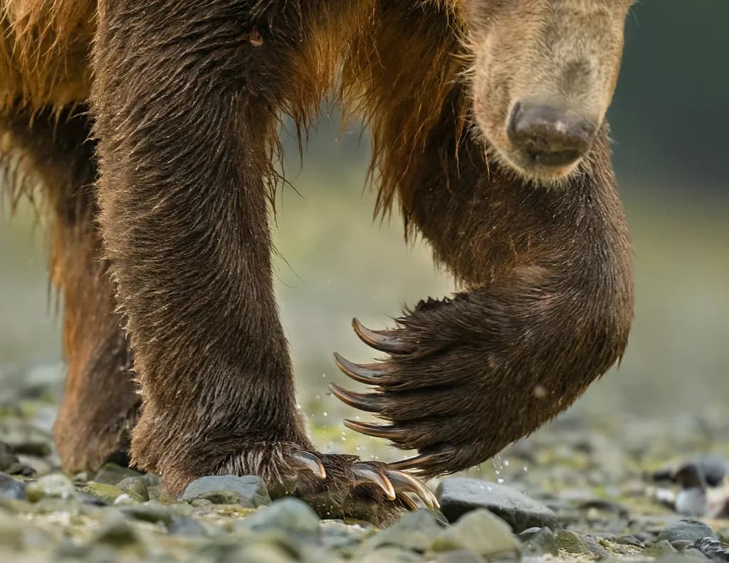 Claws of the Wild