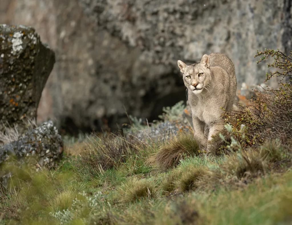 Puma's Gaze