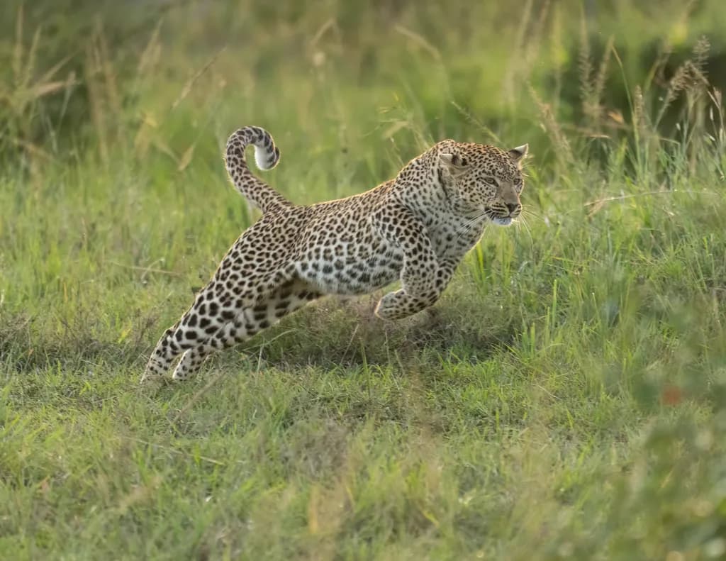 Nature's Dancer