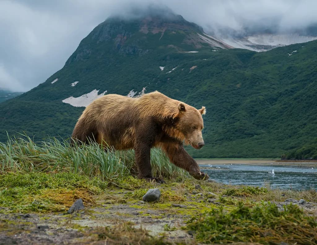 A Bear's Journey