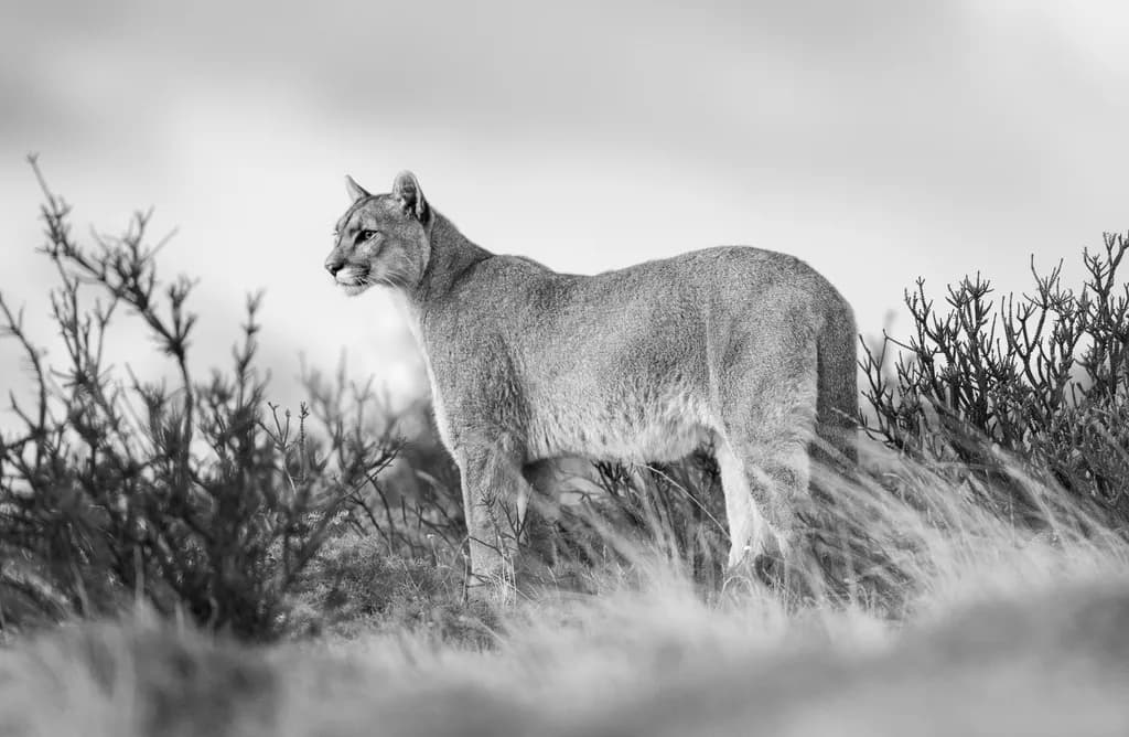 Guardian of Patagonia