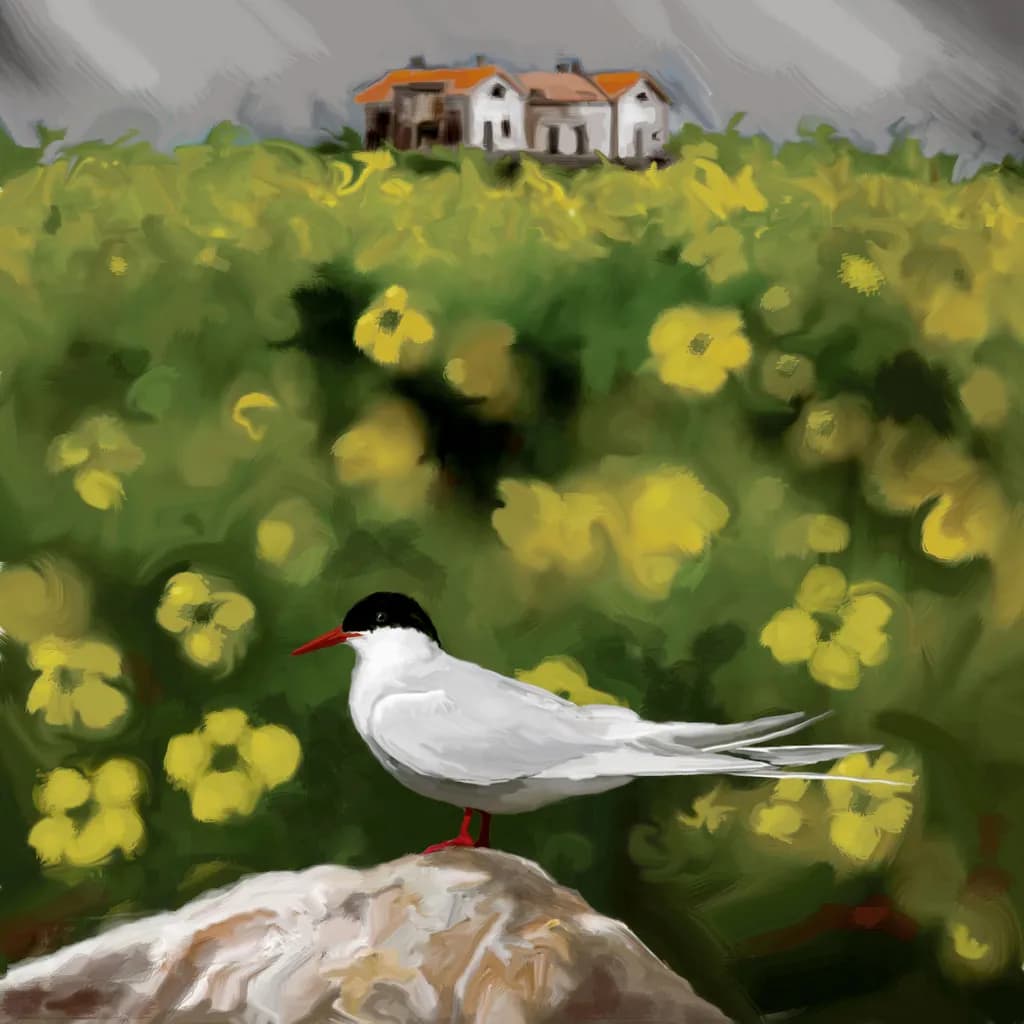 Arctic tern