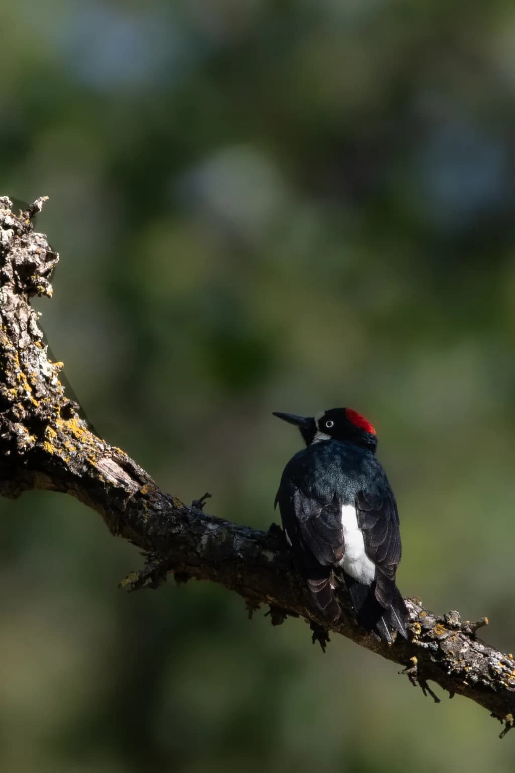 Lagoon Valley Watcher