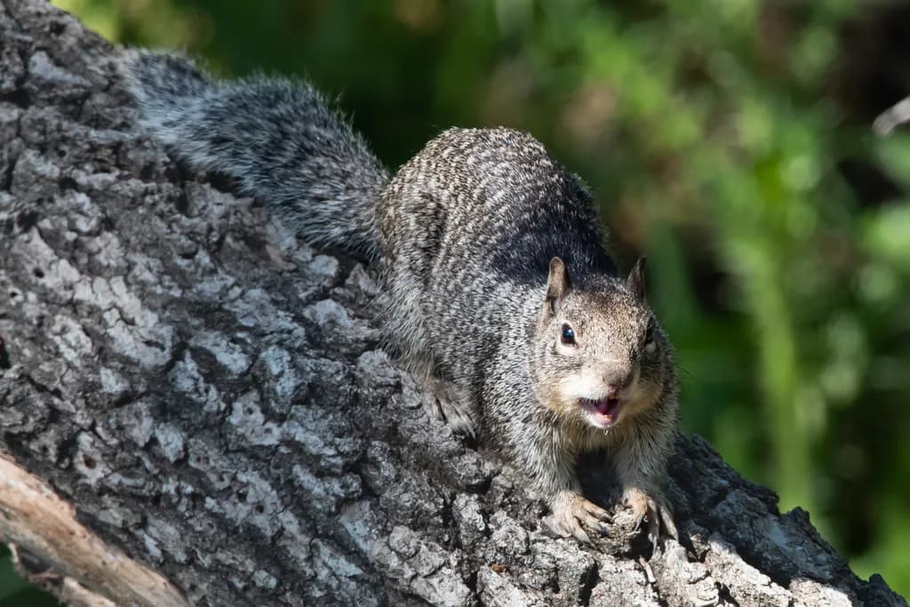 Lagoon Valley Squirrel