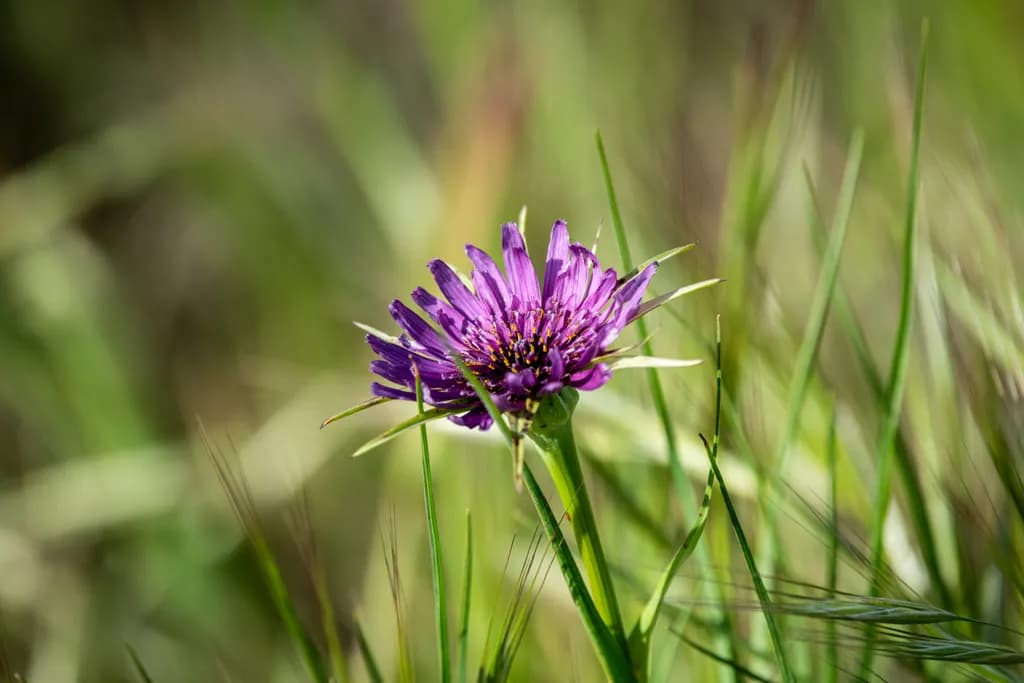 Lagoon Valley Bloom