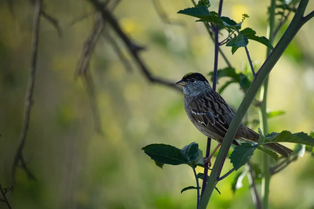 Lagoon Valley Sparrow