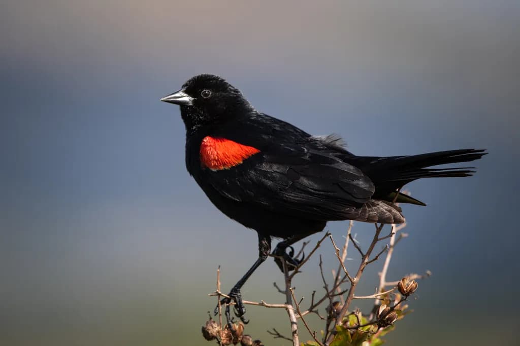 Lagoon Valley Redwing