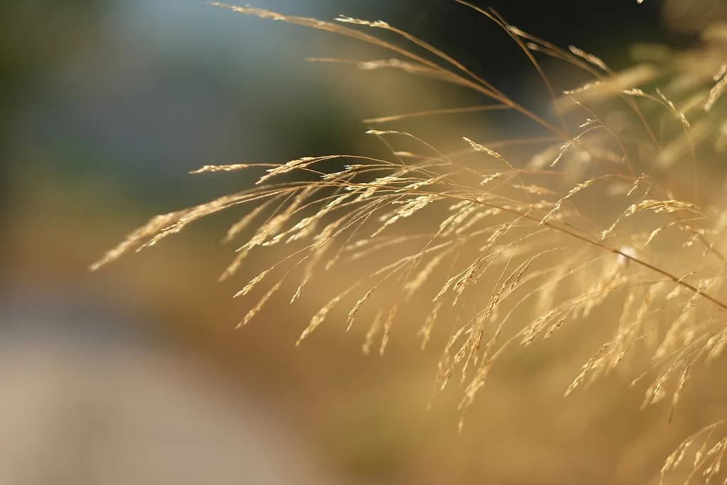 Whispers of Golden Grass: A Serene Nature Study in Soft Focus