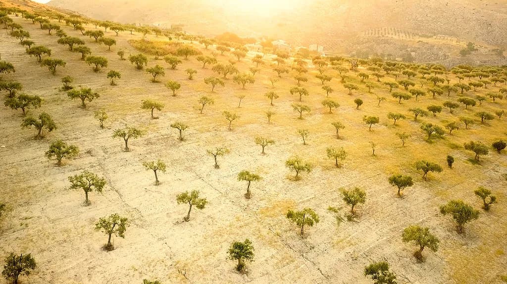 Golden Horizon: A Serene Olive Grove at Dusk