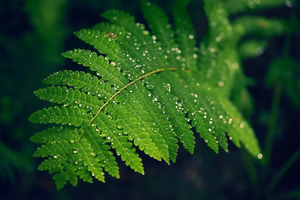 Emerald Elegance: A Fern's Dance with Dewdrops in Nature's Embrace
